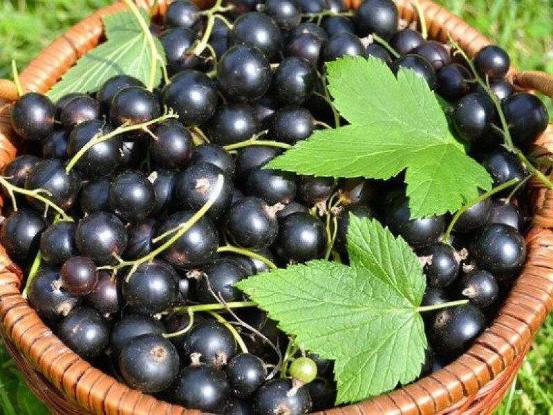 Смородина купить саженцы из питомника в Тольятти