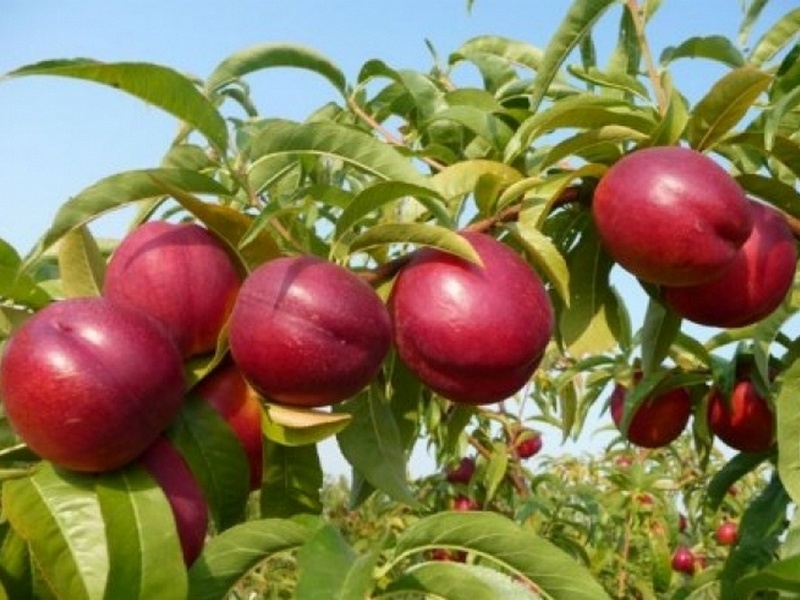 Нектарин купить саженцы из питомника в Тольятти