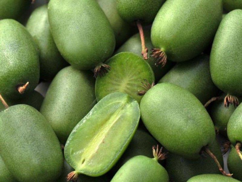 Актинидия купить саженцы из питомнике в Тольятти