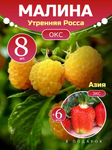 Малина Утренняя Росса комплект саженцев 8 шт + клубника Азия