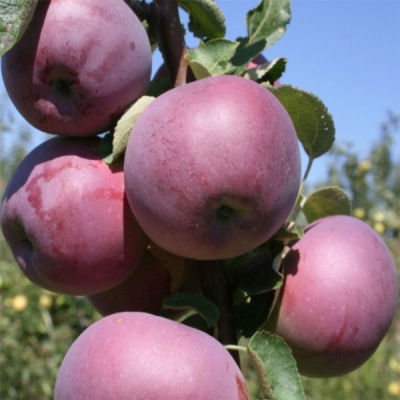 Яблоко "ВИЛЬЯМС ПРАЙД"