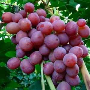 Виноград "ВОЕВОДА"